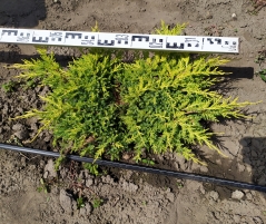 Juniperus Goldkissen у розсаднику