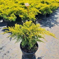 Juniperus pfitzeriana Gold Kissen купити