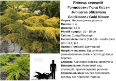 Juniperus Gold Kissen догляд