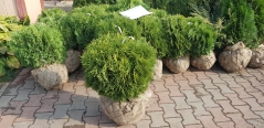 Thuja Little Gem догляд