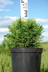 Thuja Little Gem купити