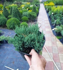 Juniperus Blue Forest садовий центр