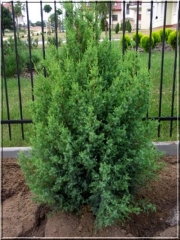 Ялівець китайський Обеліск <br> Можжевельник китайский Обелиск <br> Juniperus chinensis Obelisk