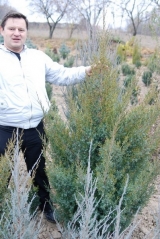 Juniperus chinensis Obelisk