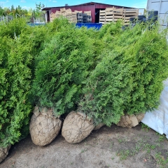 Туя західна / Thuja occidentalis