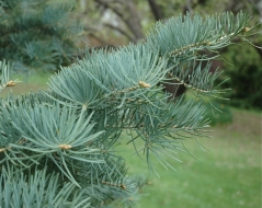 Ялиця одноколірна голуба <br> Пихта одноцветная Голубая <br>Abies concolor Glauca