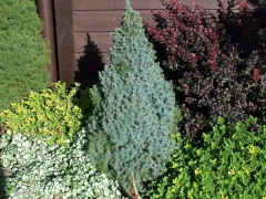 Picea glauca Sanders Blue