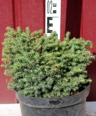 Picea abies Little Gem 5років