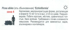 Ель Эхиниформис