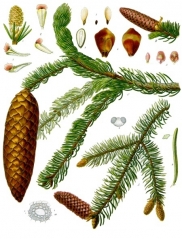 Picea abies Echiniformis купить