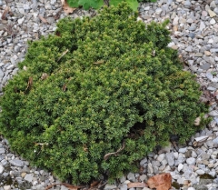 Picea Echiniformis купить в Киеве