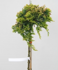 Ялівець горизонтальний Голден Карпет (штамб)<br>Juniperus horizontalis Golden Carpet (shtamb)<br>Можжевельник горизонтальный Голден Карпет (штамб)