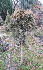 Juniperus Golden Carpet