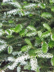 Abies koreana Silberlocke Київ