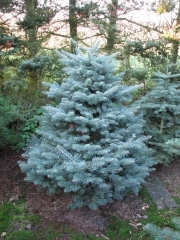 Abies lasiocarpa Compacta