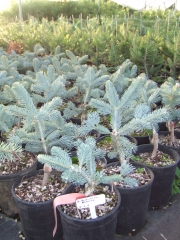 Abies lasiocarpa Compacta