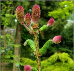 Picea abies Acrocona Киев