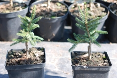 Picea Aureospicata 3л