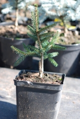 Ялина східна Ауреаспіката / Picea orientalis Aureospicata 3л