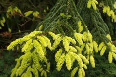 Picea orientalis Aurea