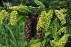 Picea orientalis Aureospicata Київ