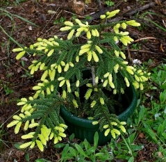 Ялина східна Ауреаспіката (Picea orientalis Aureospicata) фото