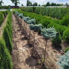 Ялина колюча Glauca Globosa (Ялина голуба)