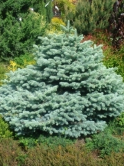 Picea pungens Glauca Globosa