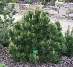 Сосна горная Гном Pinus mugo Gnom