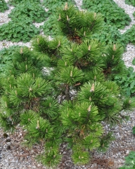 Pinus mugo Gnom