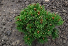 Сосна гірська Мопс (Pinus mugo Mops)