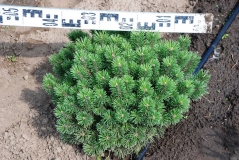 Pinus mugo Mops