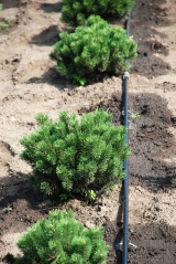 Сосна гірська Мопс Pinus mugo Mops Київ