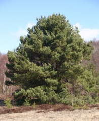 Сосна звичайна <br>Сосна обыкновенная<br> Pinus sylvestris