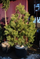 Pinus sylvestris Київ