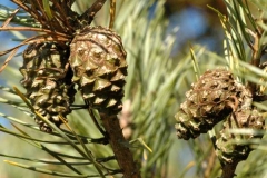 Сосна звичайна / Pinus sylvestris купити