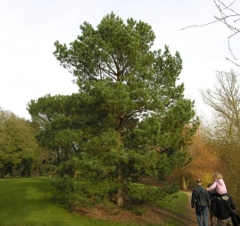 Сосна звичайна / Pinus sylvestris