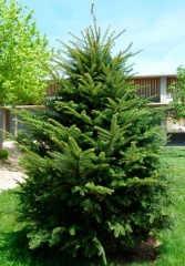 Ялиця біла <br> Пихта белая <br> Abies alba