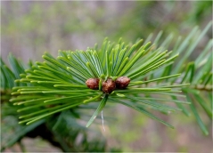 Abies alba фото