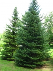 Ялиця бальзамічна <br> Пихта бальзамическая <br> Abies balsamea