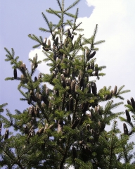 Abies balsamea