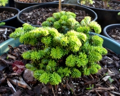 Abies koreana Brillant купить