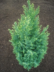 Кипарисовик лавсона Сноу Вайт<br>Chamaecyparis lawsoniana Snow White