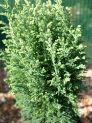 Chamaecyparis lawsoniana Snow White