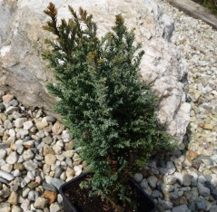 Кипарисовик лавсона Snow White Chamaecyparis lawsoniana Snow White