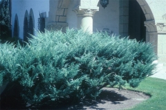 Ялівець середній Пфітцеріана Глаука Juniperus media pfitzeriana Glauca