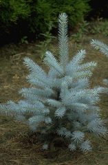 Picea pungens Edith