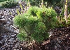 Pinus mugo Litomysl купить