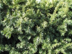 Тис середній Дензіформіс Taxus media Densiformis фото