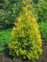 Туя західна Єллоу Ріббон <br> Туя западная Еллоу Риббон <br> Thuja occidentalis Yellow Ribbon